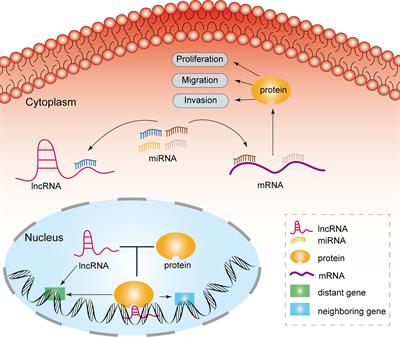 Roles of Long Noncoding RNAs in Conferring Glioma Progression and Treatment